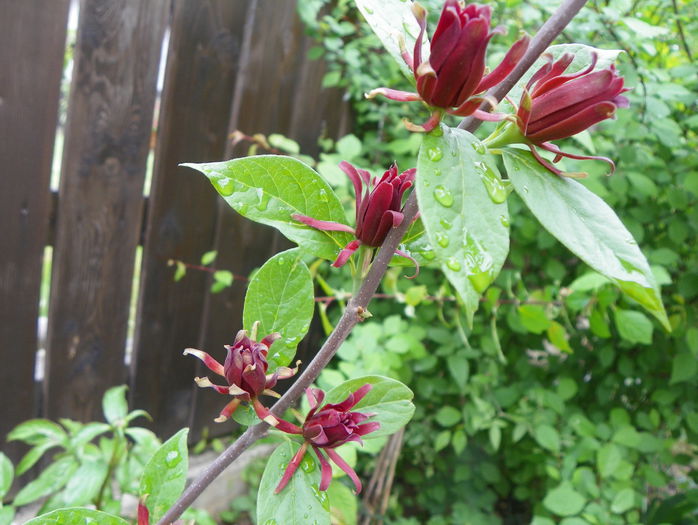 calycanthus floridus - Copacei si arbusti 2015