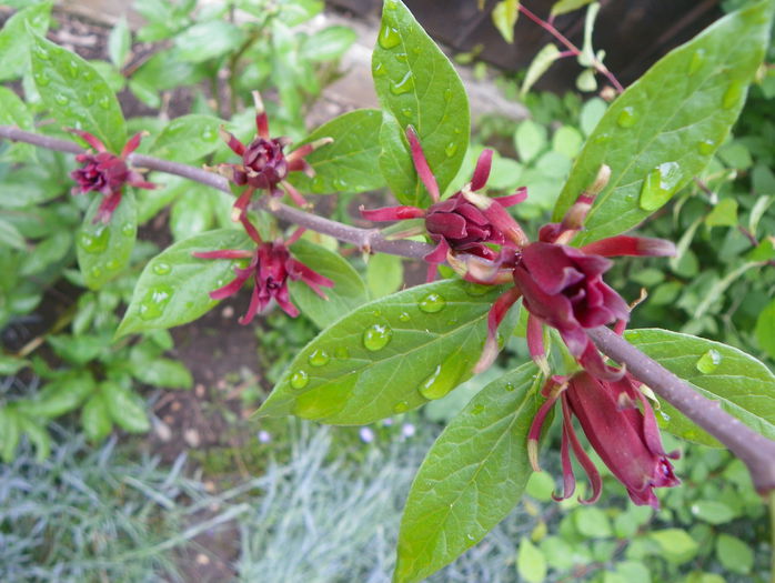calycanthus floridus - Copacei si arbusti 2015