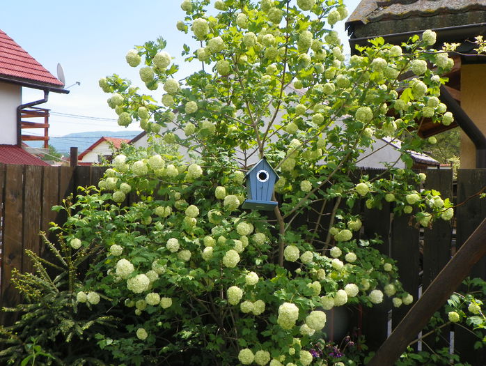 viburnum opulus Roseum - Copacei si arbusti 2015