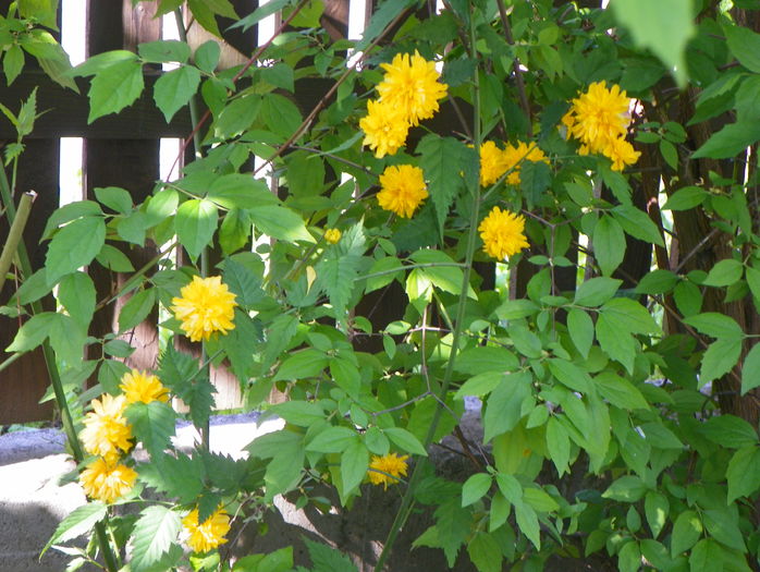 kerria japonica - Copacei si arbusti 2015