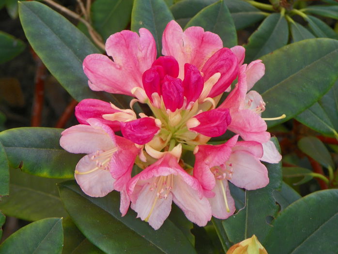 rhododendron Percy Wiseman - Copacei si arbusti 2015