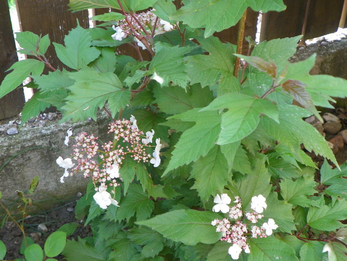 viburnum sarg. Onondaga - Copacei si arbusti 2015
