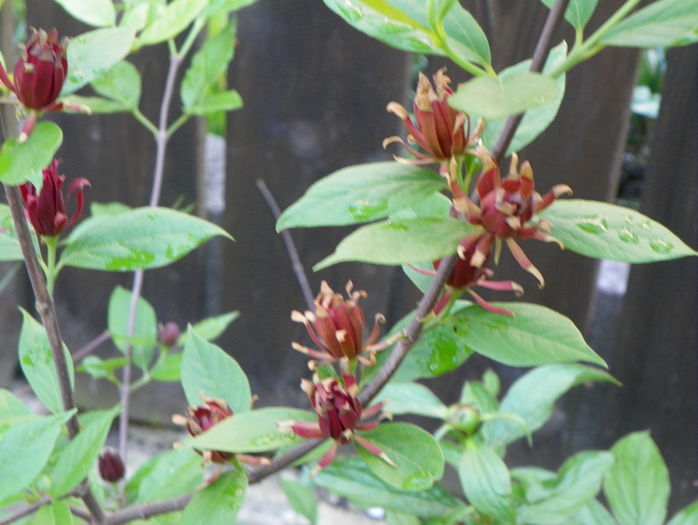 calycanthus floridus - Copacei si arbusti 2015