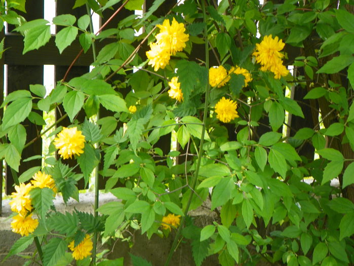 kerria japonica - Copacei si arbusti 2015