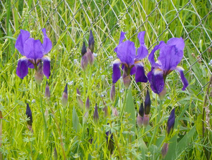 16 mai 006 - z-Dobarland 2015