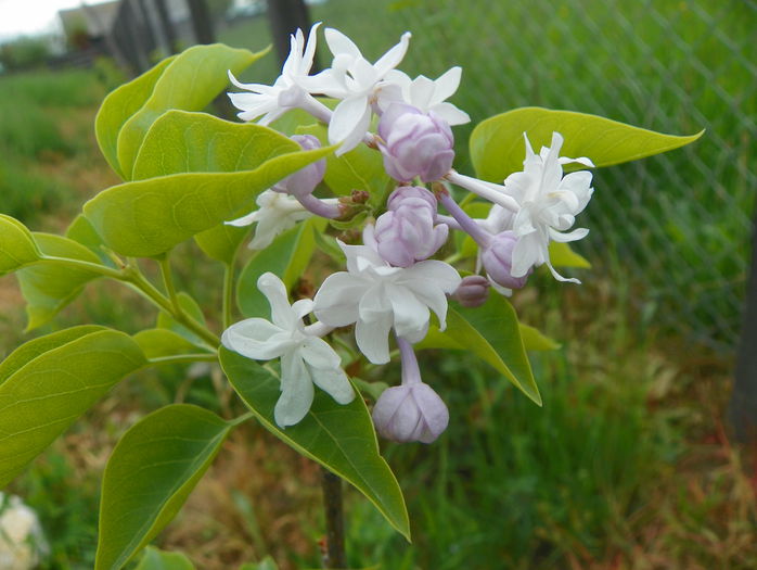 liliac Belle de Moscou