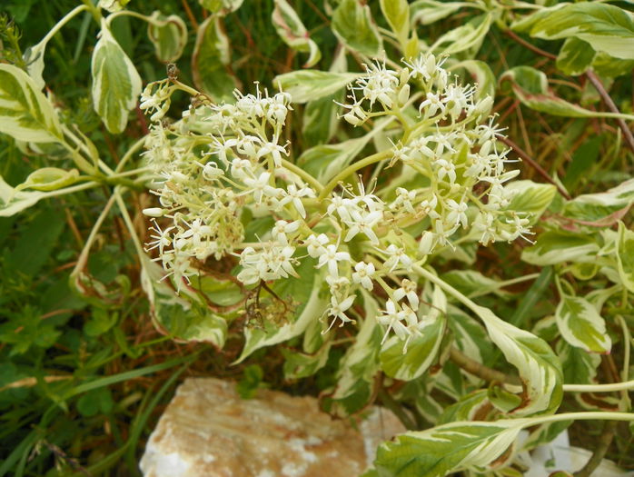 cornus controversa variegata