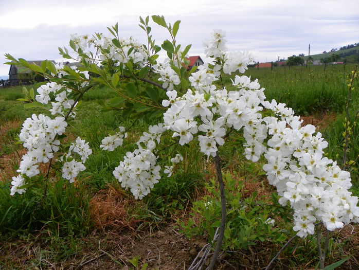 exochorda The Bride