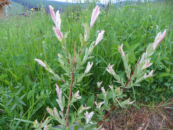 salix Hakuro Nishiki - z-Dobarland 2015