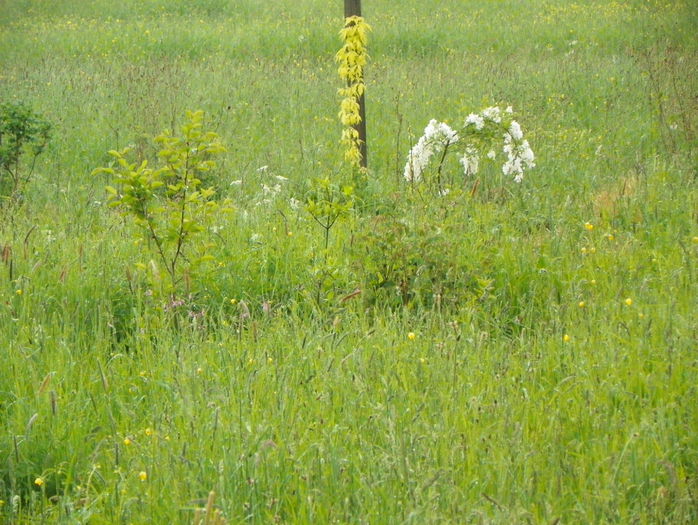 16 mai 028 - z-Dobarland 2015