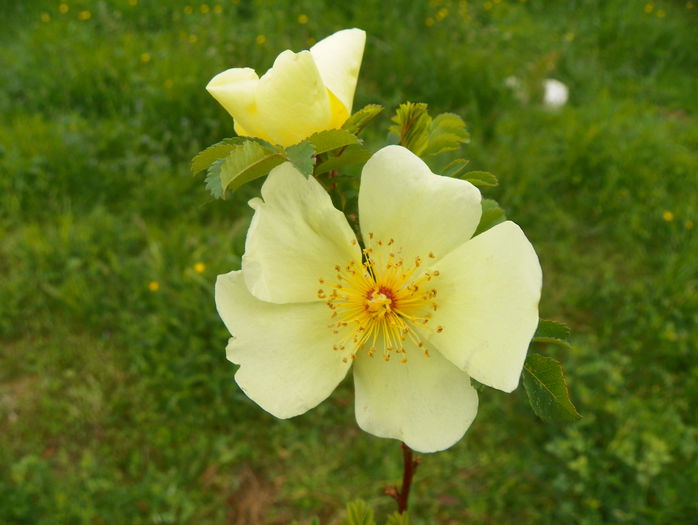 rosa hugonis - Trandafiri 2015