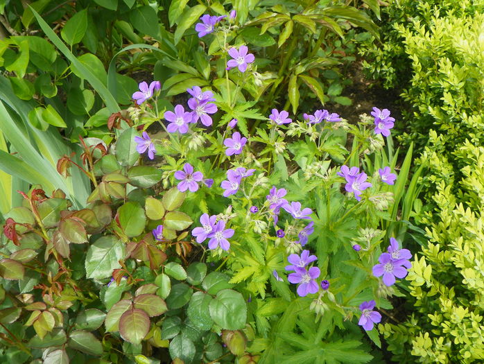 sylvaticum Mayflower - Geranium 2015