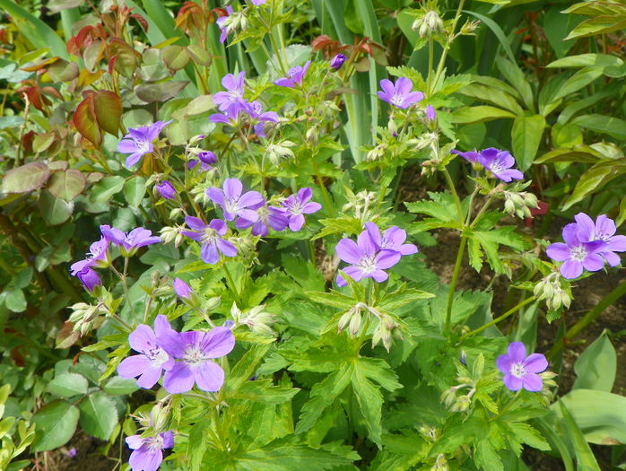 sylvaticum Mayflower - Geranium 2015