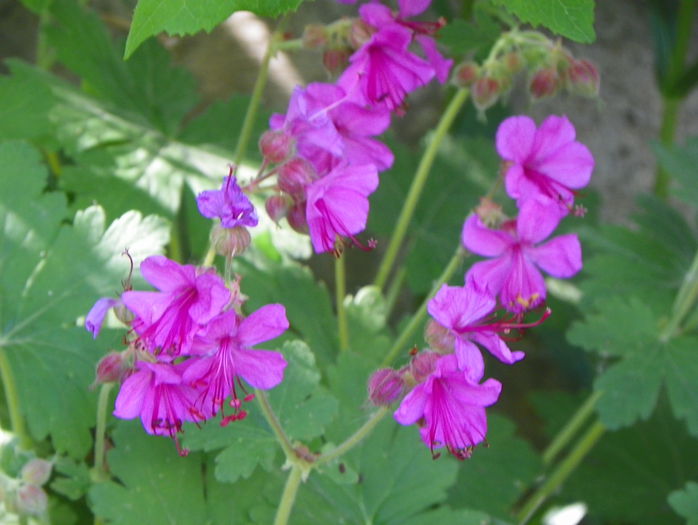 cantabrigiense - Geranium 2015