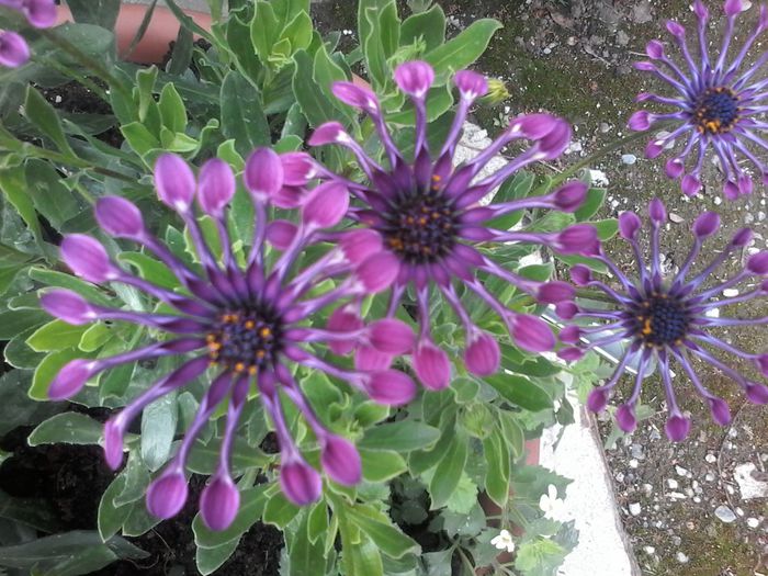 20150517_161457 - Osteospermum