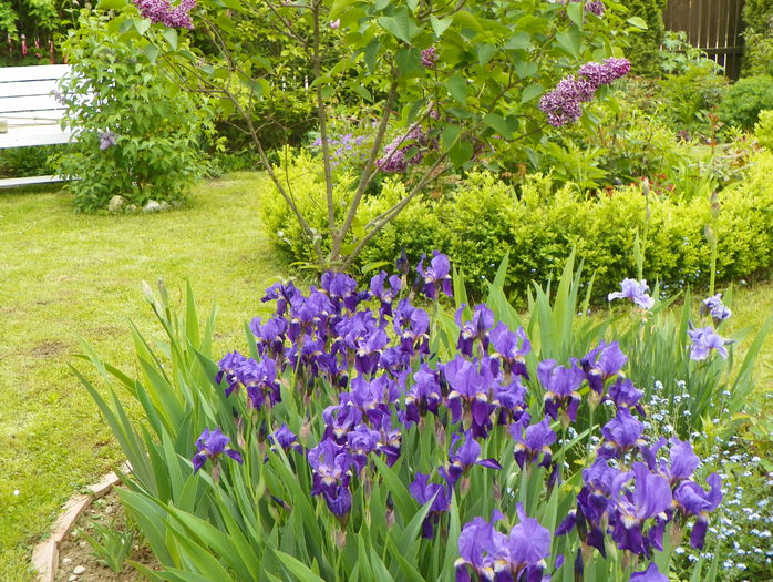 17 mai 009
