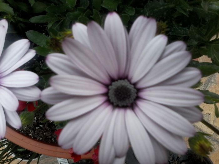 20150517_161713 - Osteospermum