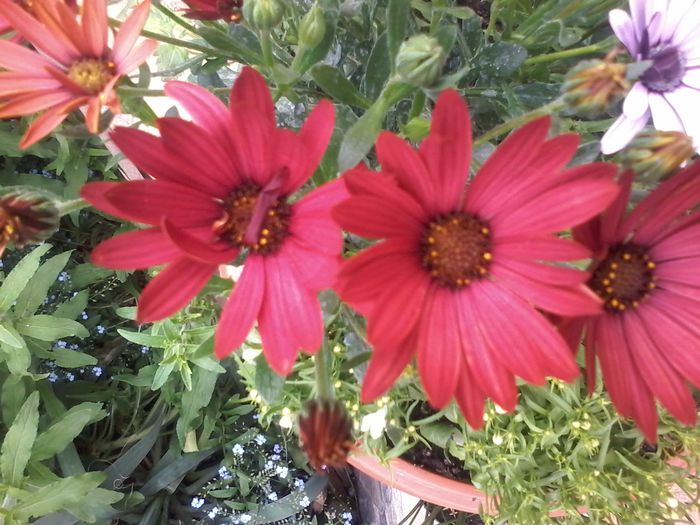 20150517_161728 - Osteospermum