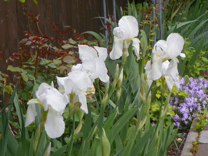 iris florentina