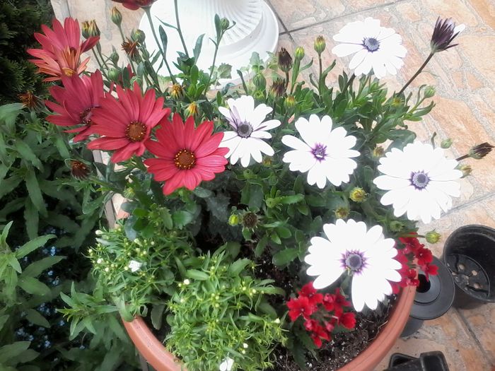 20150517_145447 - Osteospermum