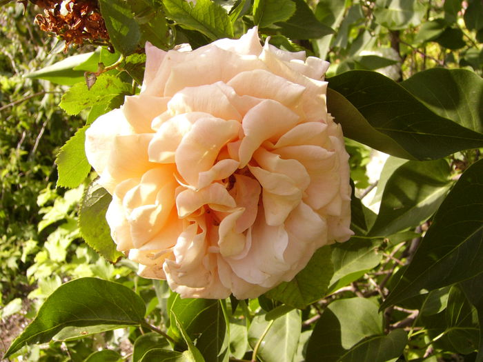 Rosa Caramela - ANUL 2015 I