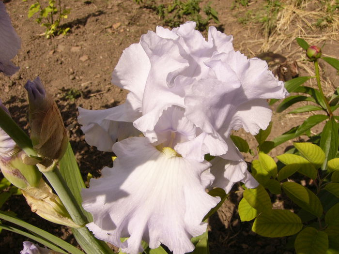 Iris Scandia Delight - ANUL 2015 I