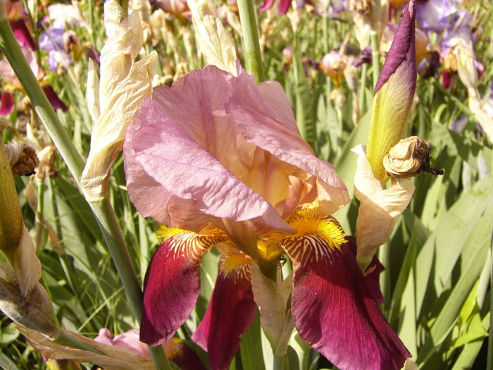 Iris Indian Chief