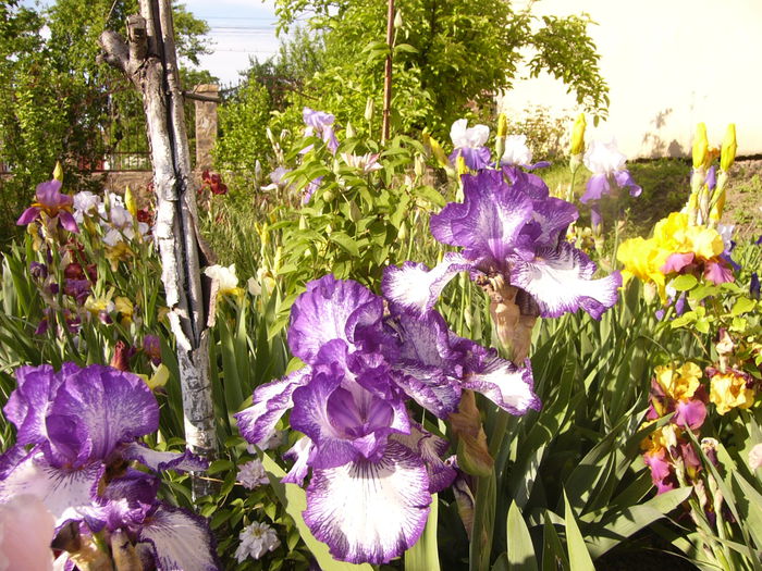 Iris Art Deco - ANUL 2015 I