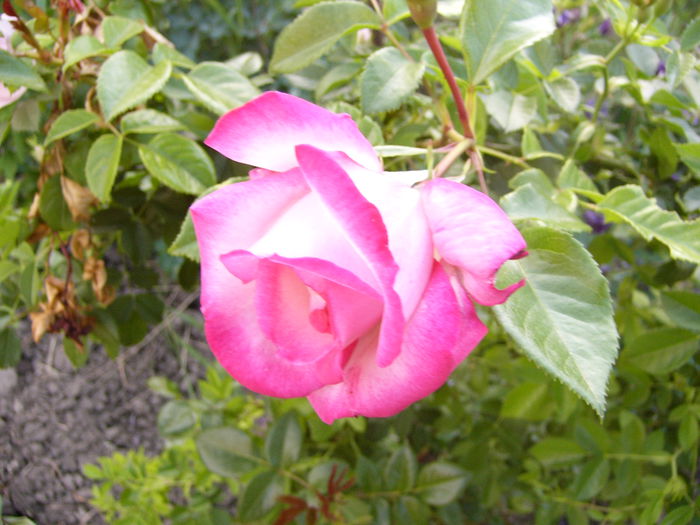 Rosa Harlechin - ANUL 2015 I
