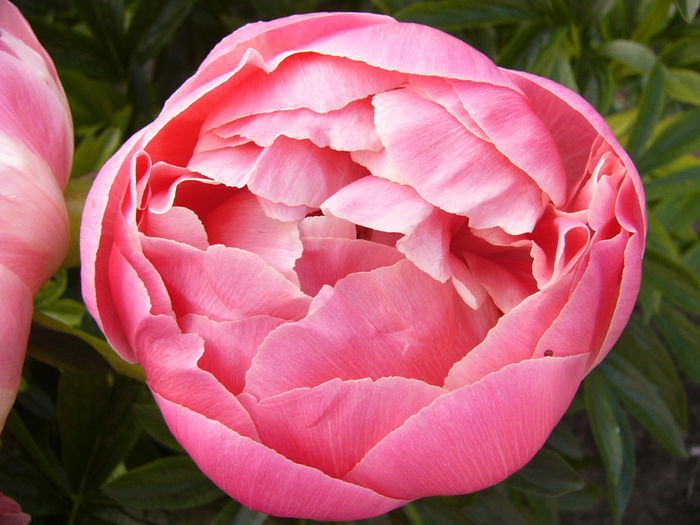 Paeonia Coral Charm - ANUL 2015 I