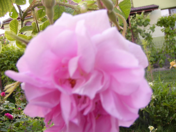 P1230834 - ANUL 2015 I