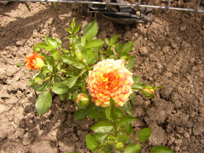 Mini rosa de la Dimov - ANUL 2015 I