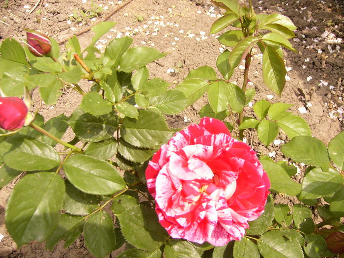 Rosa Henri Matisse - ANUL 2015 I