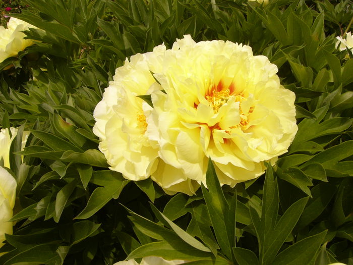 Paeonia Itoh Bartzela