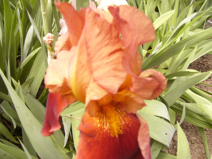 P1230882