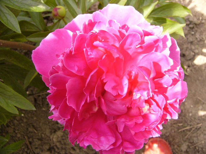 P1240042