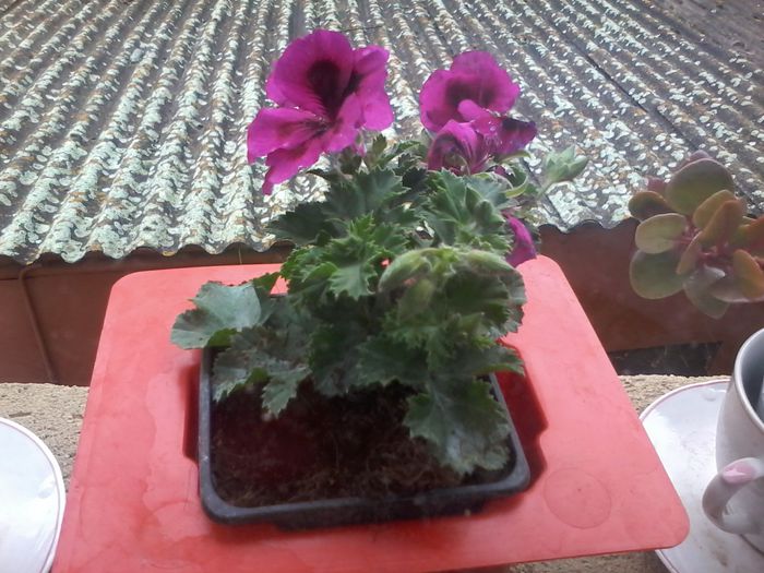 20150517_084735 - Muscate 2014 - 2015