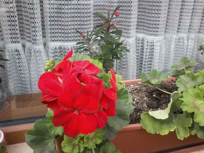 20150517_162112 - Muscate 2014 - 2015