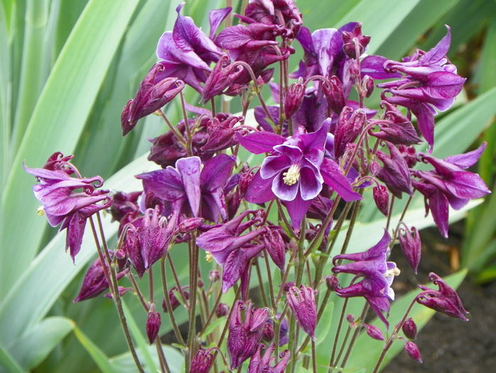 aquilegia Winky Purple & White - Primavara 2015