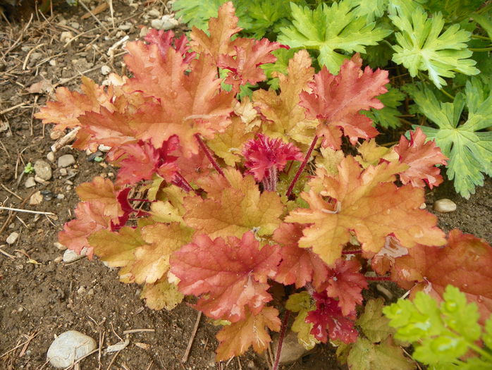 heuchera Marmelade - Primavara 2015