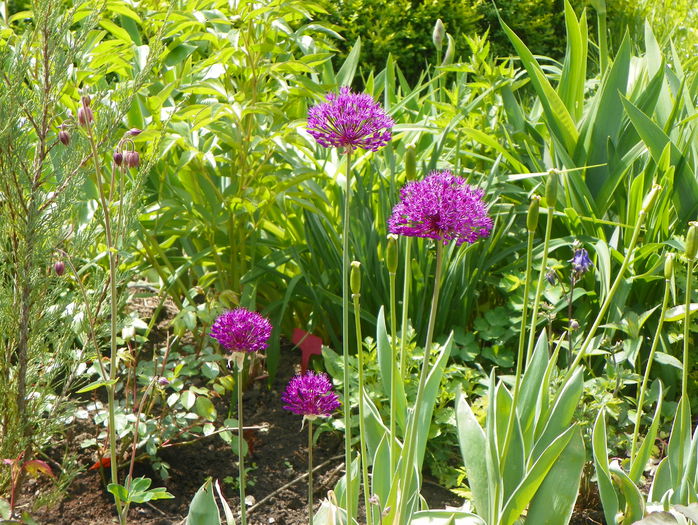 allium Purple Sensation - Primavara 2015