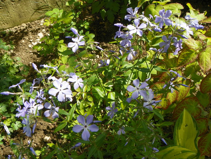 phlox divaricata - Primavara 2015