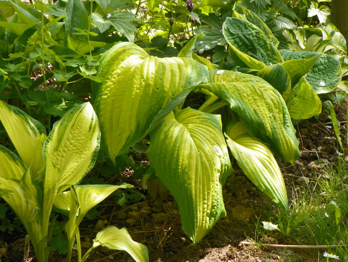 hosta Warpaint - Primavara 2015