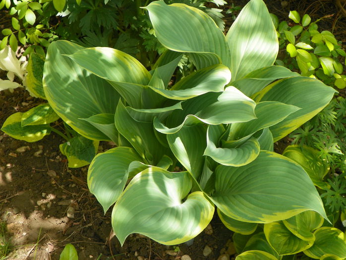 hosta Regal Splendour - Primavara 2015