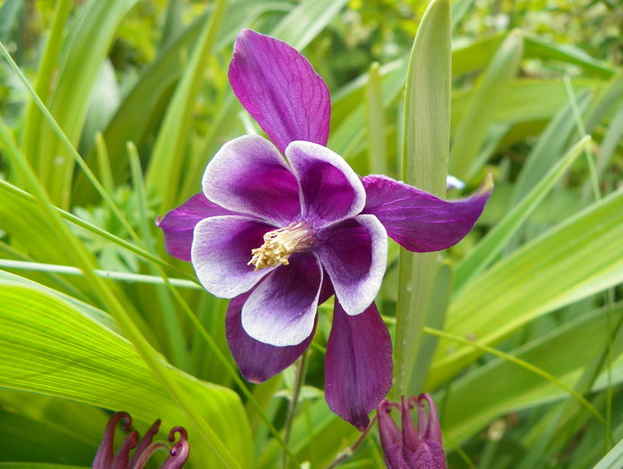 aquilegia Winky Purple & White - Primavara 2015