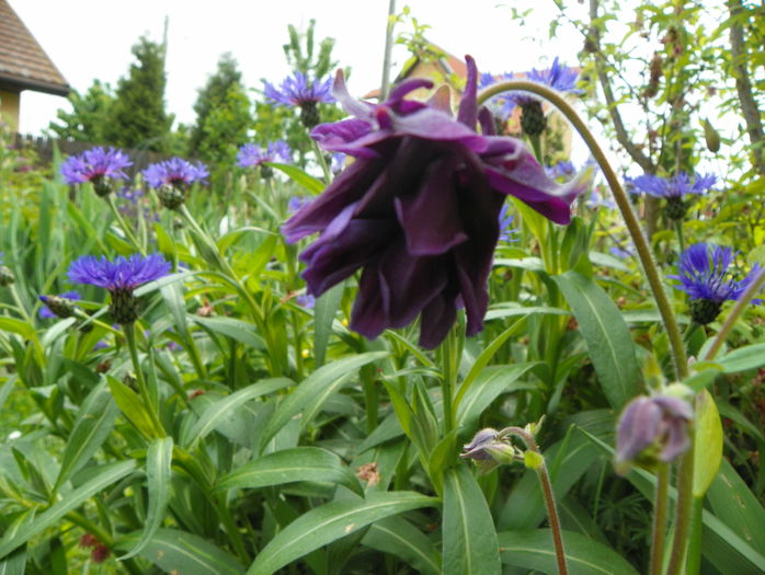 15 mai 047 - Primavara 2015