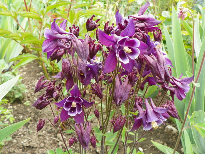 aquilegia Winky Purple & White - Primavara 2015