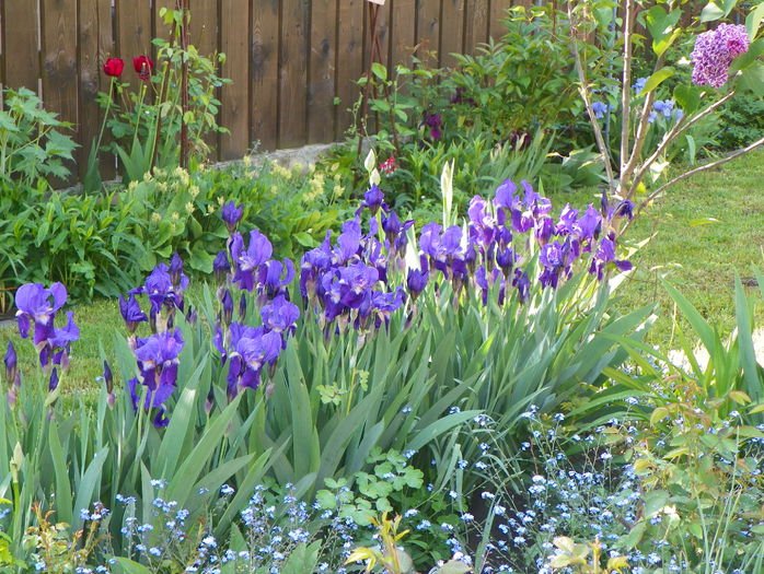 16 mai 032 - Primavara 2015