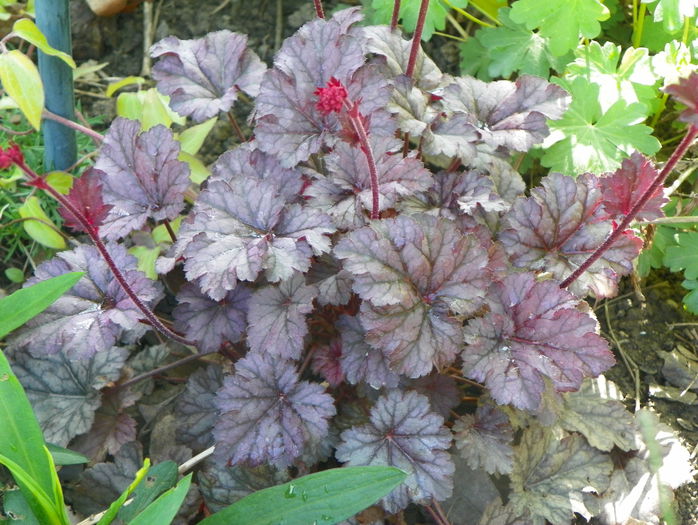 heuchera Rave On - Primavara 2015
