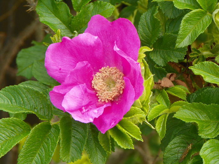 rosa rugosa rubra - Trandafiri 2015 - 1
